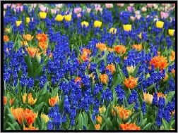 Szafirki, Kwiaty, Kolorowe, Tulipany